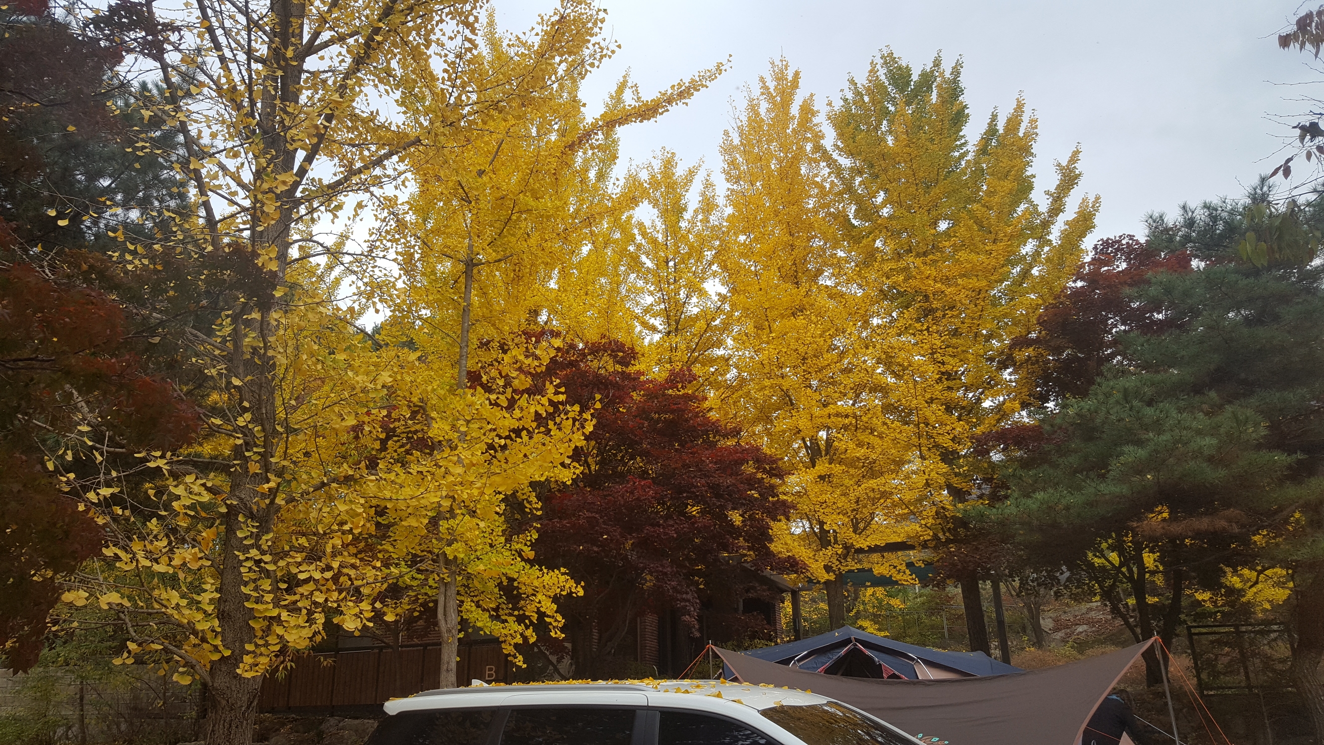 20161028_160127_1.jpg